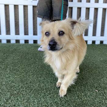 A614162 -  Papillon Dog for Adoption in Modesto, California - A614162 | PetCurious