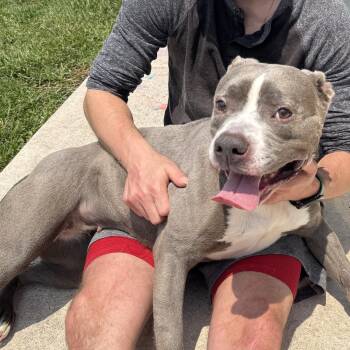 Esther -  Pit Bull Terrier Dog for Adoption in Fort Pierce, Florida - Esther | PetCurious