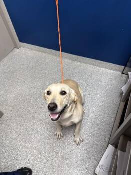 PUPPY -  Labrador Retriever and Mixed Breed Dog for Adoption in Pasadena, Texas - PUPPY | PetCurious
