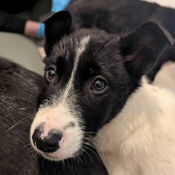 Border Collie Dogs Available for Adoption - Sheldon | PetCurious