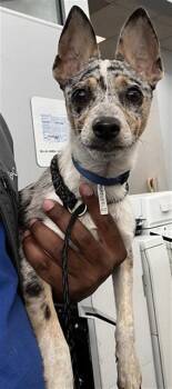 Mixed Breed Dogs Available for Adoption in Dallas, Texas - REID | PetCurious