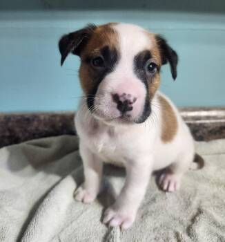 Pit Bull Terrier and Australian Shepherd Dogs Available for Adoption - Loyalty  | PetCurious