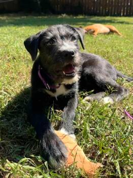 Bojack -  Terrier Dog for Adoption in Greenville, South Carolina - Bojack | PetCurious