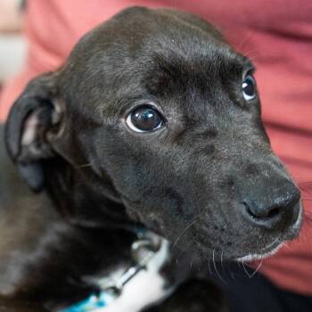 Hank -  Great Dane and Mixed Breed Dog Available for Adoption in Chapel Hill, North Carolina - Hank | PetCurious