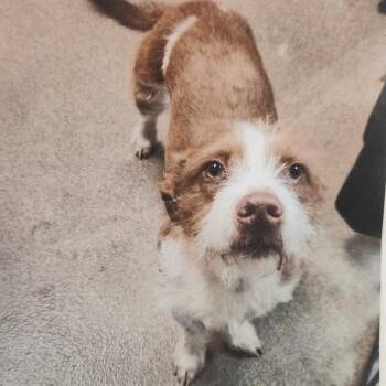 Terrier and Mixed Breed Dogs Available for Adoption in Cumming, Georgia - Thatch 22241 | PetCurious