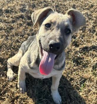 Rescue Mixed Breed Dogs for Adoption in New York, New York - Costello (p) | PetCurious