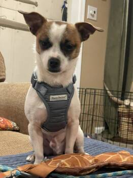 Rescue Chihuahua and Mixed Breed Dogs for Adoption in Bellmawr, New Jersey - Barnum | PetCurious