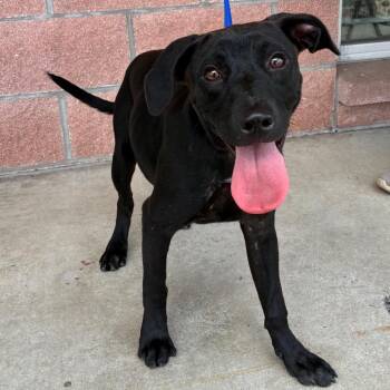 Disney -  Labrador Retriever and Mixed Breed Dog for Adoption in San Antonio, Texas - Disney | PetCurious
