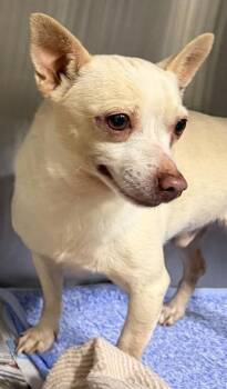 Gizmo -  Chihuahua and Mixed Breed Dog for Adoption in Honolulu, Hawaii - Gizmo | PetCurious