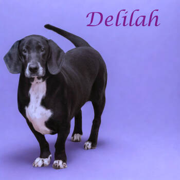 Rescue Basset Hound Dogs for Adoption in Lebanon, Tennessee - Delilah D25-191 | PetCurious