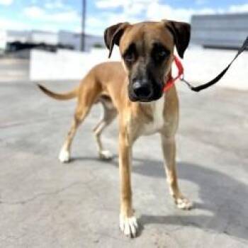 Coop (SQ 26-091) -  Boxer and Mixed Breed Dog for Adoption in Bullhead City, Arizona - Coop (SQ 26-091) | PetCurious