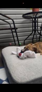Pinkie Pie -  Mixed Breed Dog for Adoption - Pinkie Pie | PetCurious