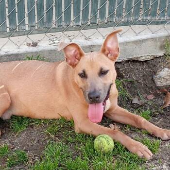 Frosty -  Bull Terrier and Black Mouth Cur Dog for Adoption in San Jacinto, California - Frosty | PetCurious