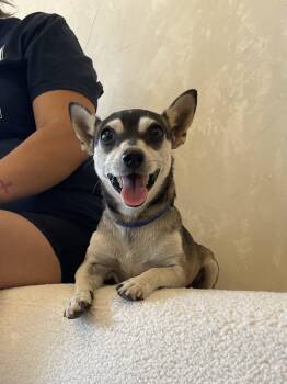 Rescue Chihuahua Dogs for Adoption in Reedley, California - Chico | PetCurious