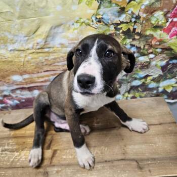 Labrador Retriever and Husky Dogs Available for Adoption in Normal, Illinois - Mr Big | PetCurious