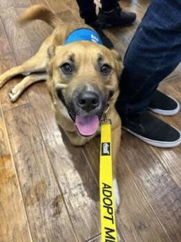 Scooby -  Mixed Breed Dog for Adoption in Atlanta, Georgia - Scooby | PetCurious