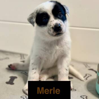 Merle Haggard -  Australian Cattle Dog Blue Heeler and Mixed Breed Dog for Adoption in St. Peters, Missouri - Merle Haggard | PetCurious