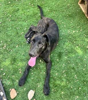 Pickles -  Mixed Breed and Plott Hound Dog for Adoption in Austin, Texas - Pickles | PetCurious