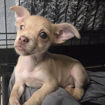 Eva -  Chihuahua Dog for Adoption in Lake Jackson, Texas - Eva | PetCurious