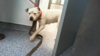 BUBBLEGUM -  Pit Bull Terrier Dog for Adoption in Charlotte, North Carolina - BUBBLEGUM | PetCurious