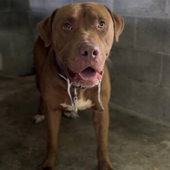 Gabriel -  Mixed Breed Dog for Adoption in Pauls Valley, Oklahoma - Gabriel | PetCurious