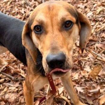 Coonhound Dogs Available for Adoption - Winston | PetCurious