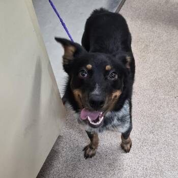 Australian Shepherd and Cattle Dog Dogs Available for Adoption in Ardmore, Oklahoma - Rosemary | PetCurious