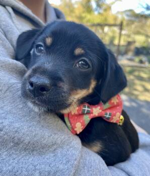 Rescue Chiweenie Dogs for Adoption in Falmouth, Maine - Hitch - The Heartbreakers! | PetCurious