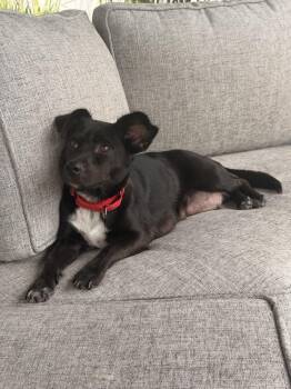 Evie -  Terrier Dog for Adoption in Willingboro, New Jersey - Evie | PetCurious