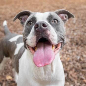 Indie -  Mixed Breed Dog Available for Adoption in Largo, Florida - Indie | PetCurious