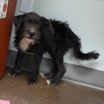 Dahlia -  Schnauzer Dog for Adoption in Chattanooga, Tennessee - Dahlia | PetCurious