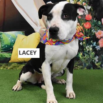Lacey -  Mixed Breed Dog for Adoption in Yuma, Arizona - Lacey | PetCurious