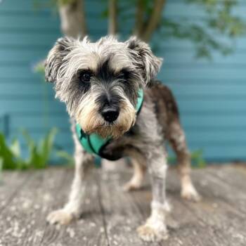 Bel Air -  Schnauzer Dog for Adoption in Pacific Grove, California - Bel Air | PetCurious