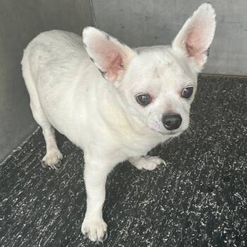Chihuahua Dogs Available for Adoption in Saint Joseph, Missouri - Hank | PetCurious