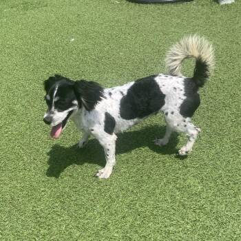 Rosie Roo 7989 -  Shih Tzu Dog for Adoption in Loxahatchee Groves, Florida - Rosie Roo 7989 | PetCurious