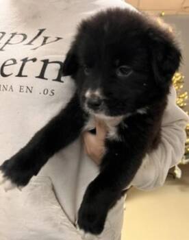 Simone -  Labrador Retriever Dog for Adoption in Statesville, North Carolina - Simone | PetCurious