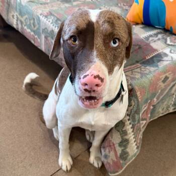 Rescue Mixed Breed Dogs for Adoption in Cedaredge, Colorado - Lux | PetCurious