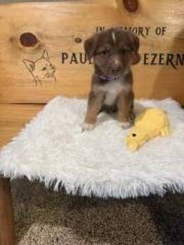 #1 Maroon Stripe -  Mixed Breed Dog for Adoption in Hot Springs, South Dakota - #1 Maroon Stripe | PetCurious