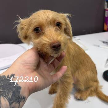 Dachshund and Terrier Dogs Available for Adoption in Chico, California - BINGO | PetCurious