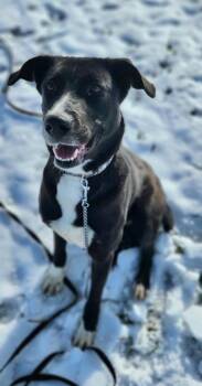 Mixed Breed Dogs Available for Adoption - Astrid | PetCurious