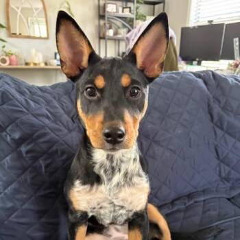 Australian Cattle Dog Blue Heeler Dogs Available for Adoption in Fairfax Station, Virginia - Lucy Love | PetCurious