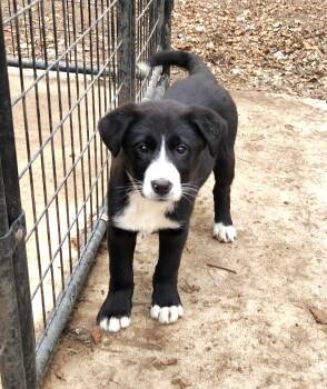 Bernese Mountain Dog and Labrador Retriever Dogs Available for Adoption - Brandy | PetCurious
