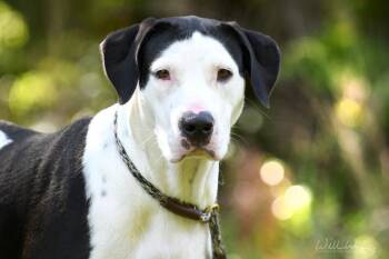 Bobbi Jo -  Great Dane Dog for Adoption in Monroe, Georgia - Bobbi Jo | PetCurious