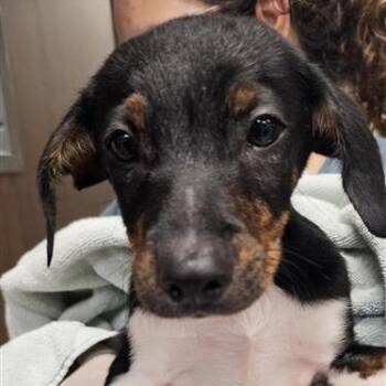 Mixed Breed Dogs Available for Adoption in Houston, Texas - Nitro | PetCurious