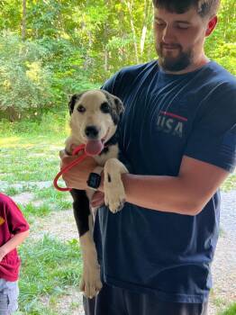 Almond *Help! I need a foster home!* -  Border Collie Dog for Adoption in Minneapolis, Minnesota - Almond *Help! I Need A Foster Home!* | PetCurious