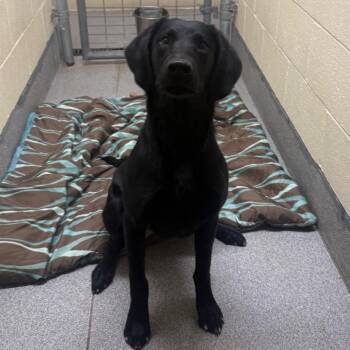 Jules -  Black Labrador Retriever Dog for Adoption in Cedaredge, Colorado - Jules | PetCurious