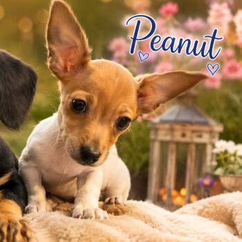 Peanut -  Chihuahua and Miniature Dachshund Dog for Adoption in Hohenwald, Tennessee - Peanut | PetCurious