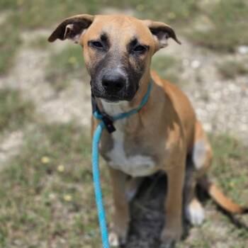 Brenda FJ -  Black Mouth Cur and Mixed Breed Dog for Adoption in Austin, Texas - Brenda FJ | PetCurious