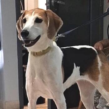 Harlow -  American Foxhound Dog for Adoption in Camden, Delaware - Harlow | PetCurious