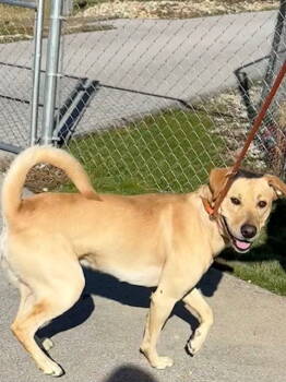 Rescue Labrador Retriever Dogs for Adoption in Crossville, Tennessee - HOMIE | PetCurious